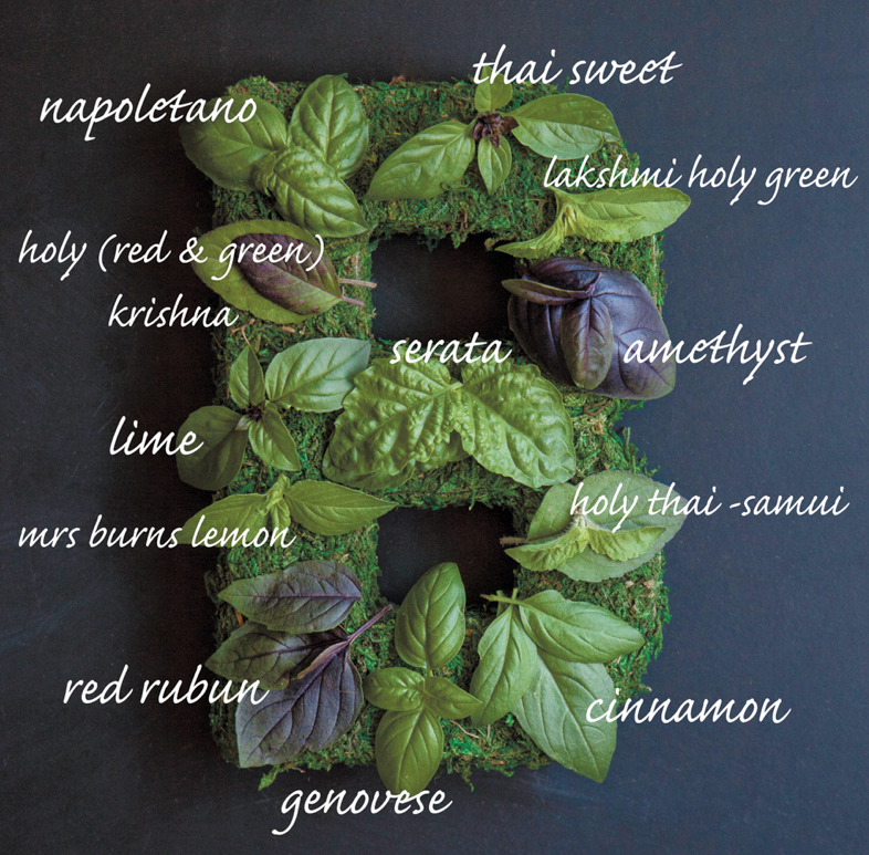 Basil Varieties Edible Phoenix